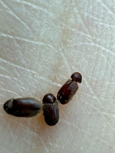 Stegobium paniceum